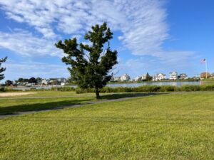 A tree in the middle of a field with houses and water behind it.