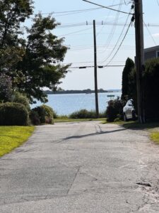 A road with grass and trees near the water.